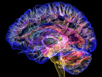 内射骚逼网大脑植入物有助于严重头部损伤恢复